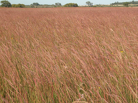 big Bluestem prairie